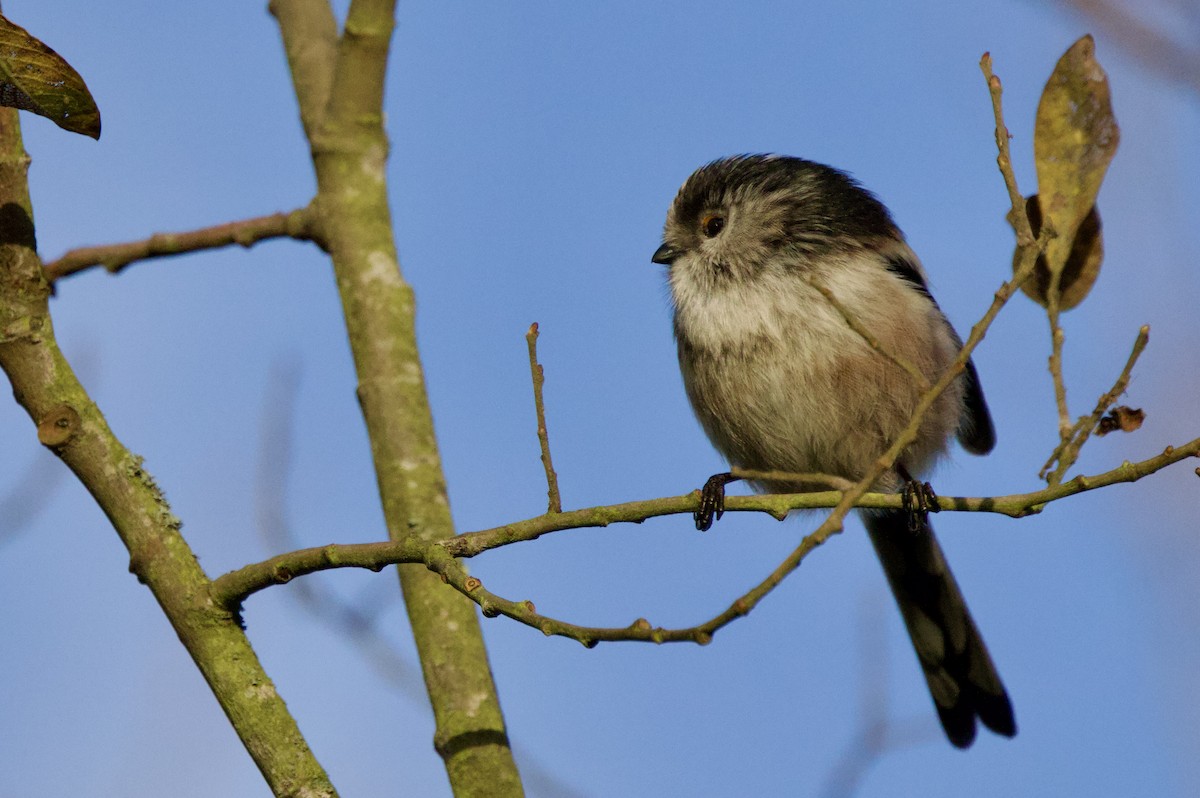 Long-tailed Tit - ML646700013