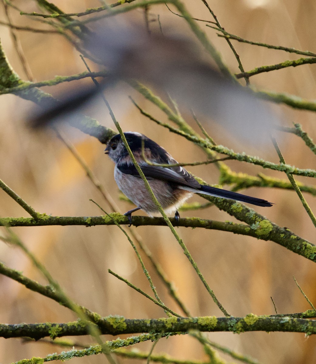 Long-tailed Tit - ML646700014