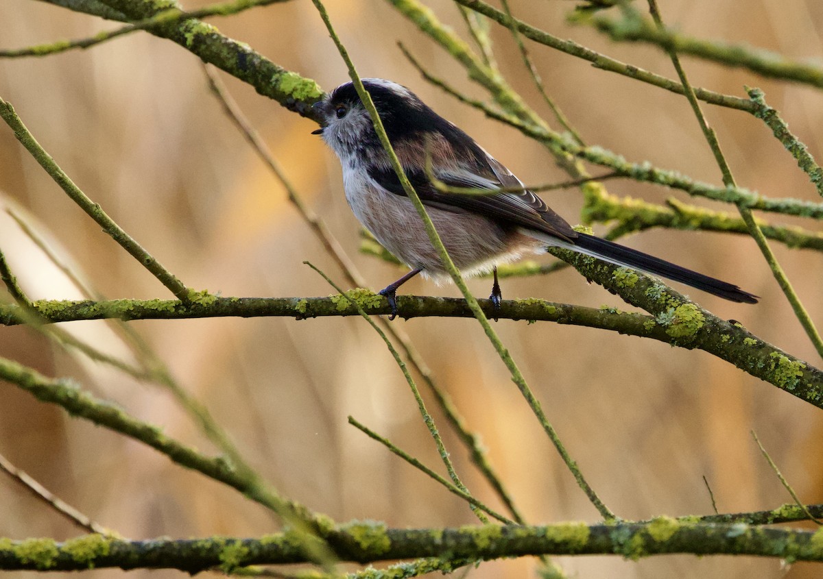 Long-tailed Tit - ML646700015