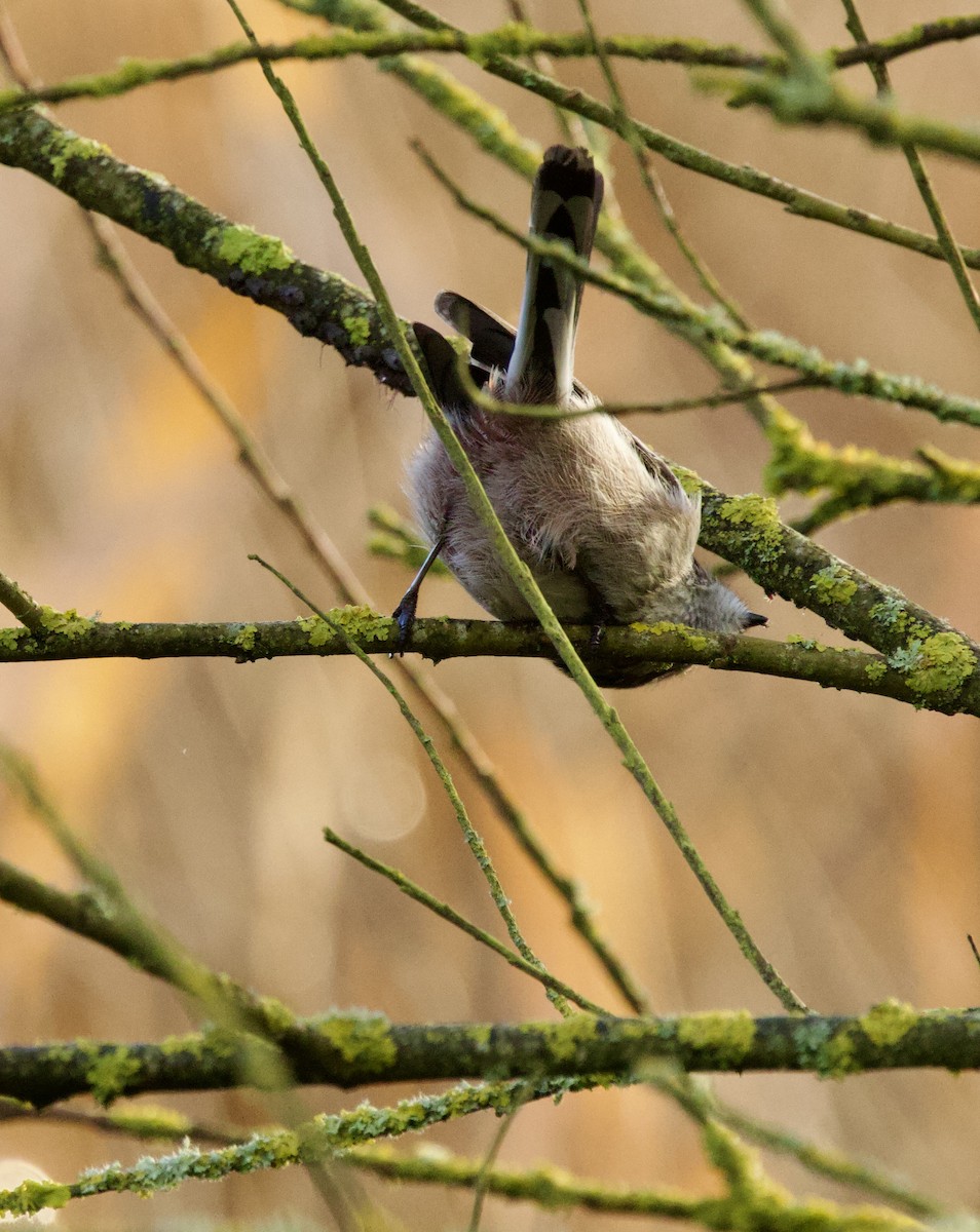 Long-tailed Tit - ML646700016