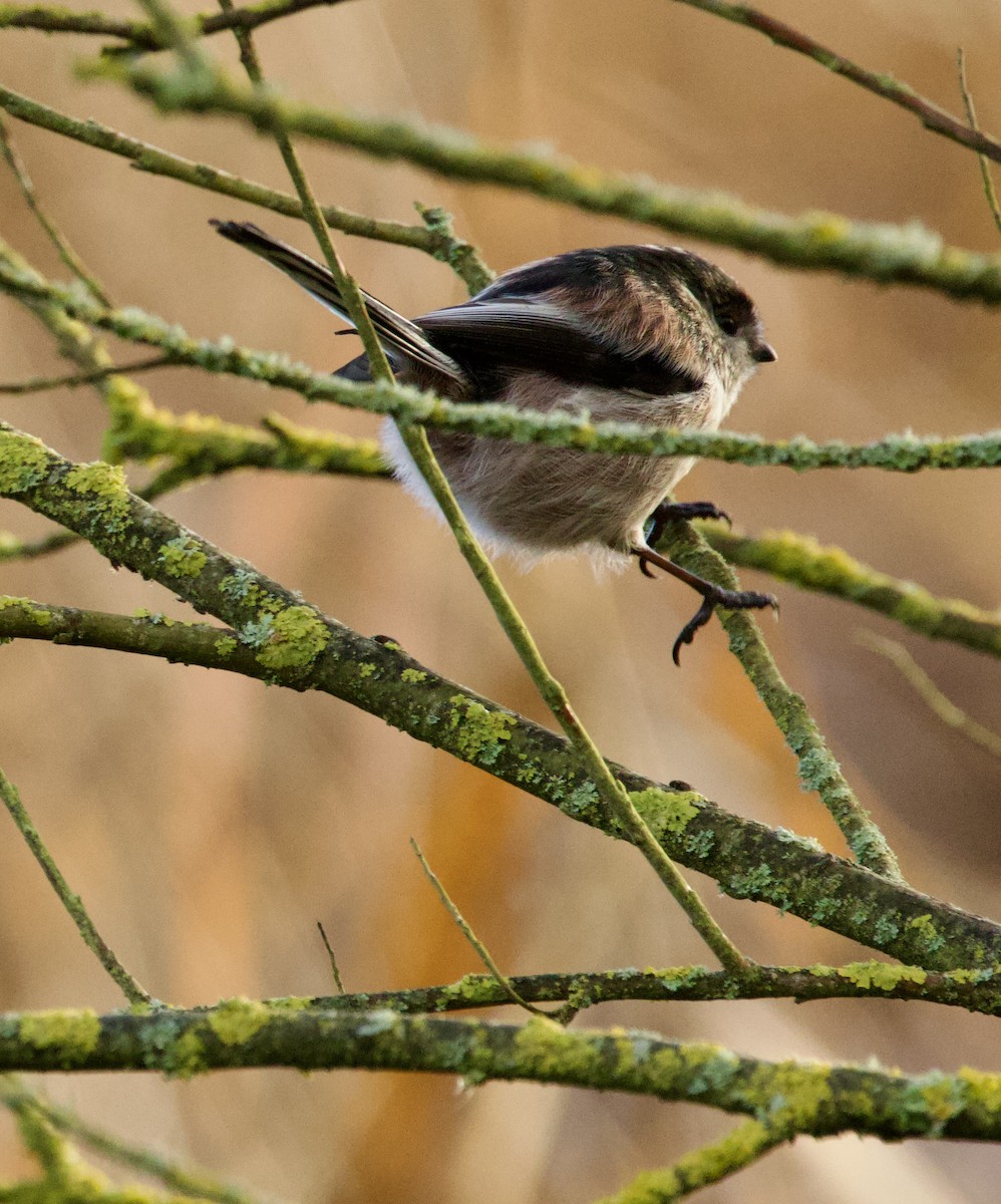 Long-tailed Tit - ML646700017