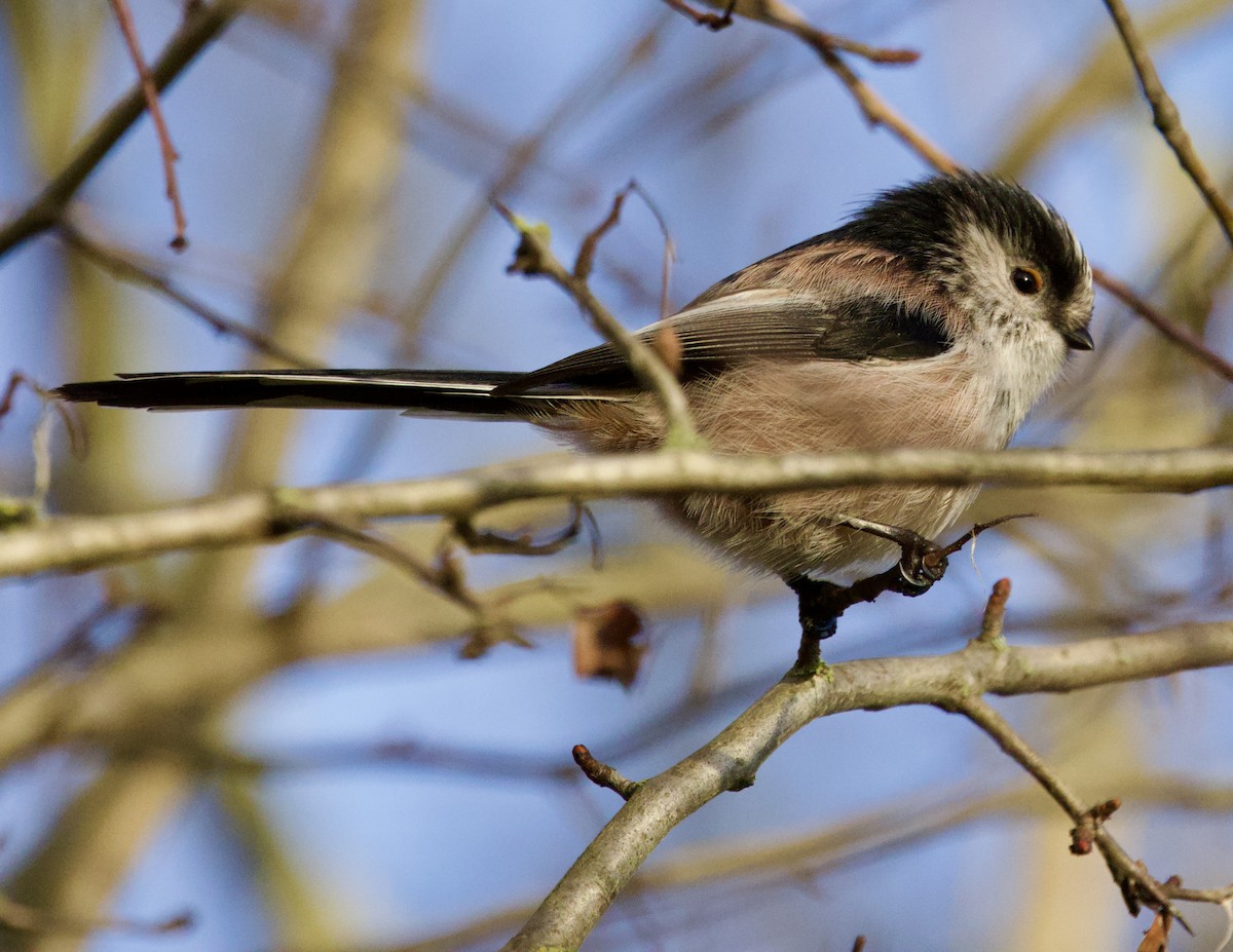 Long-tailed Tit - ML646700019