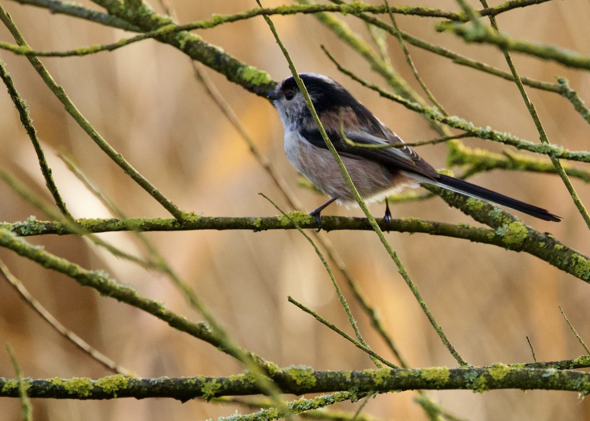 Long-tailed Tit - ML646700020