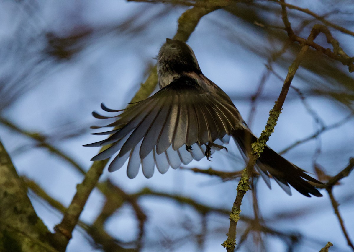 Long-tailed Tit - ML646700021