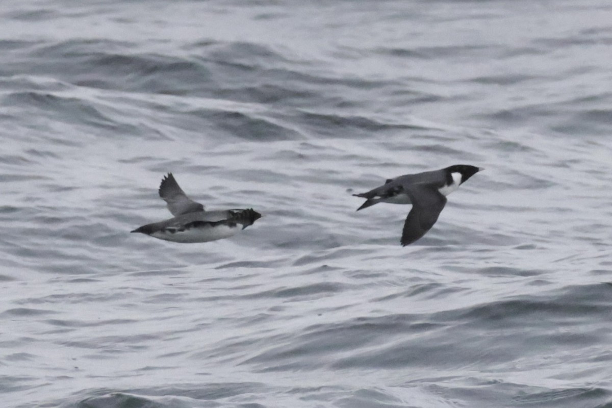 ウミスズメ - ML646700025