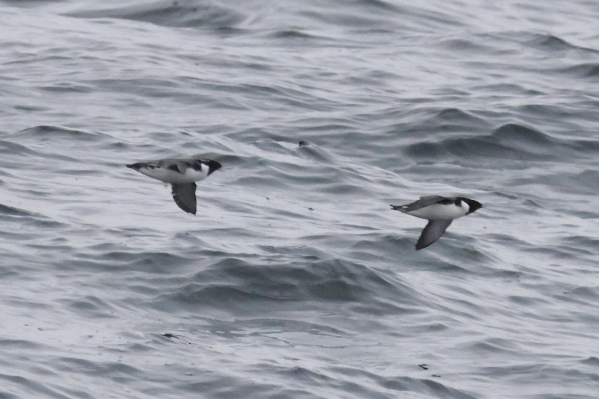 ウミスズメ - ML646700026