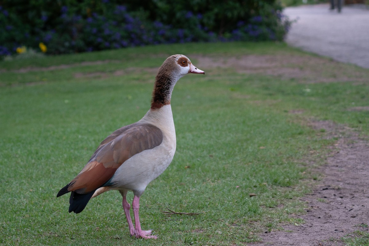 エジプトガン - ML646700027