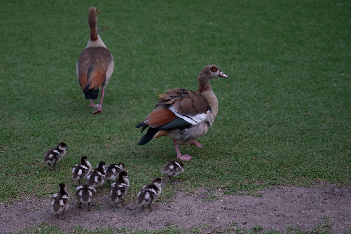 エジプトガン - ML646700028