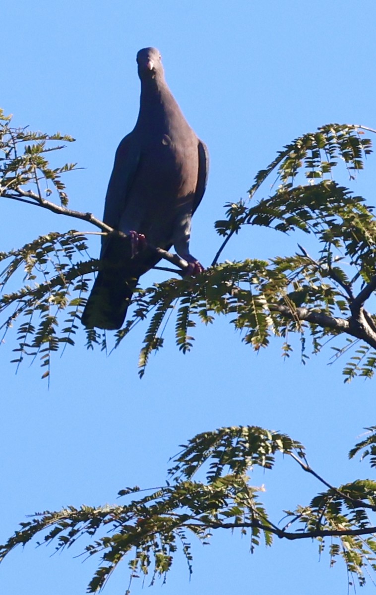 アカハシバト - ML646700030