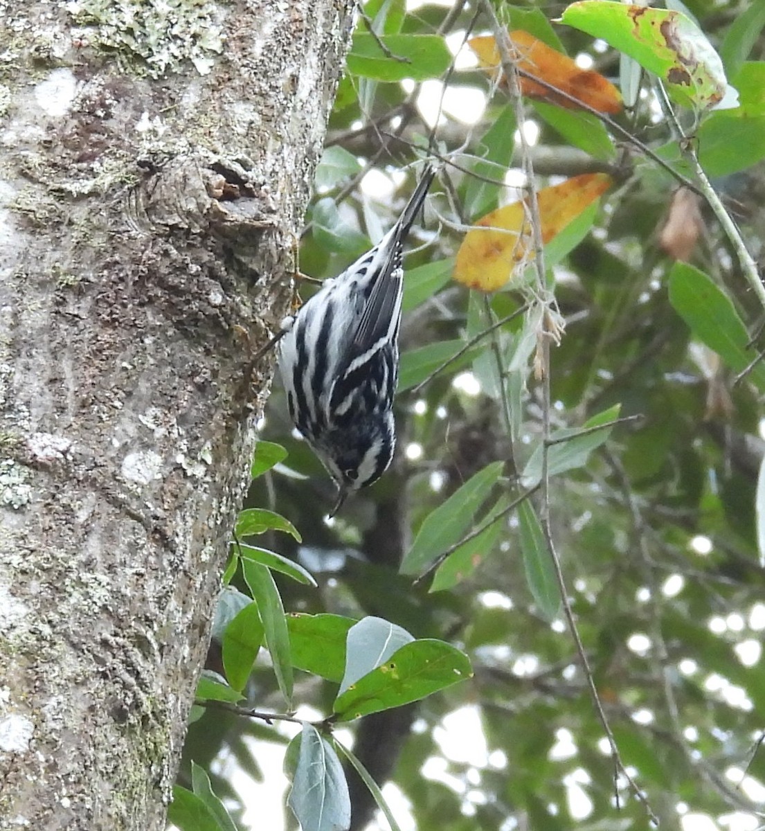 シロクロアメリカムシクイ - ML646700031