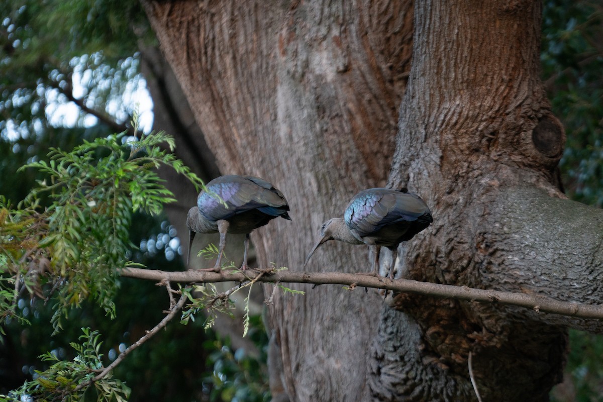 Hadada Aynağı - ML646700032