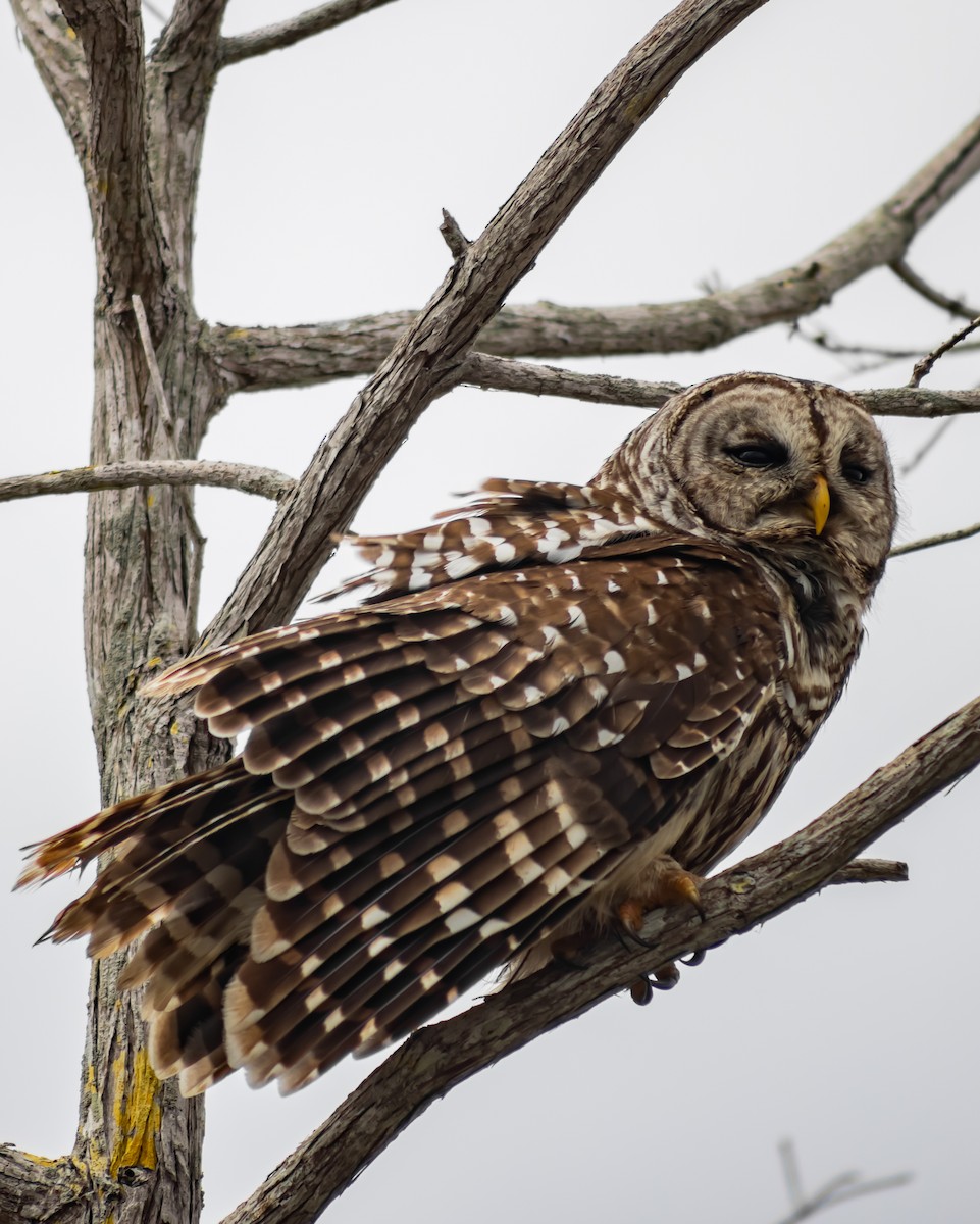 アメリカフクロウ - ML646700033