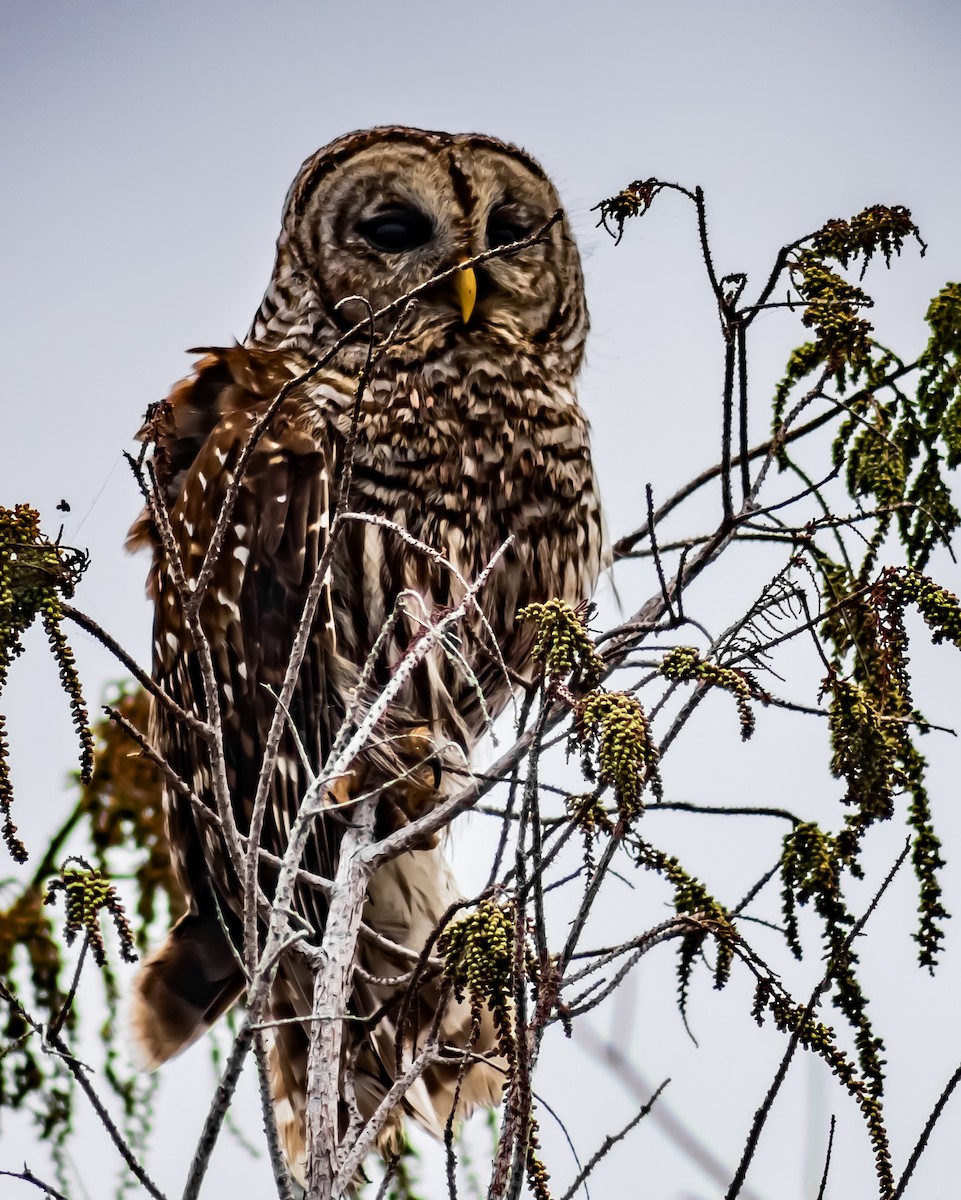 アメリカフクロウ - ML646700034