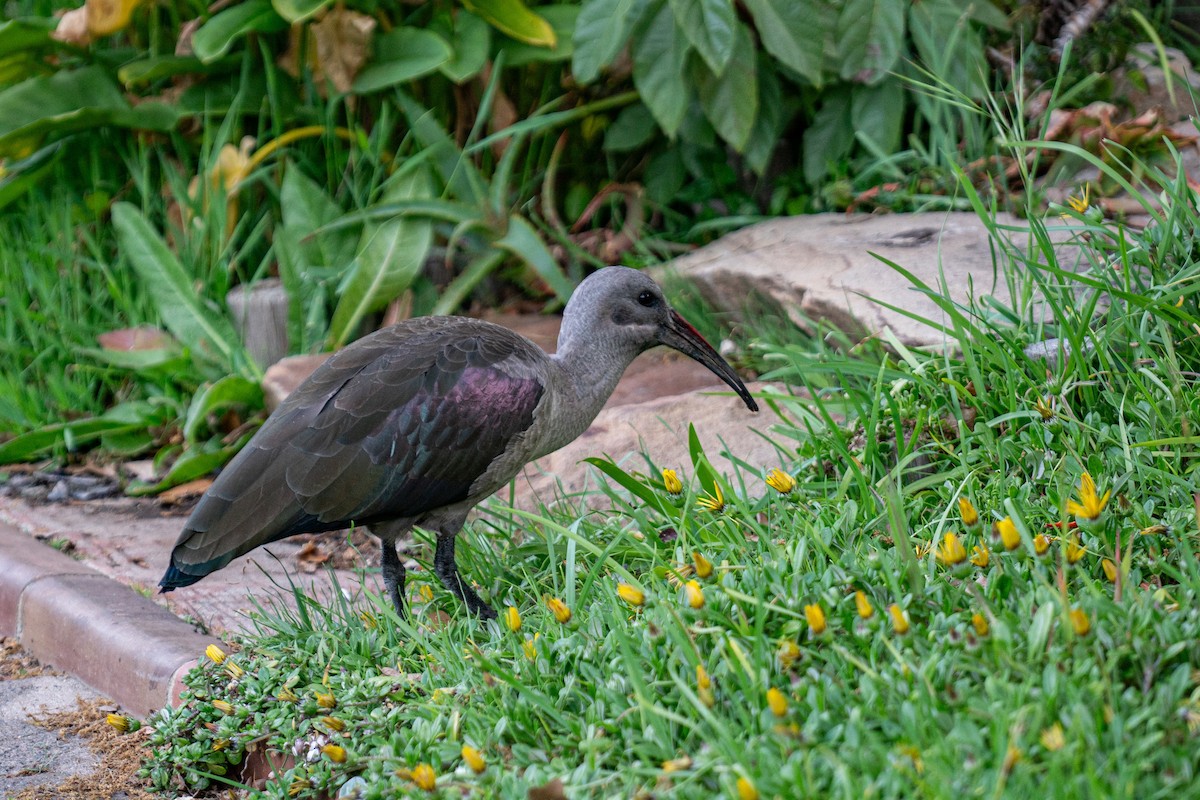 Hadada Aynağı - ML646700036