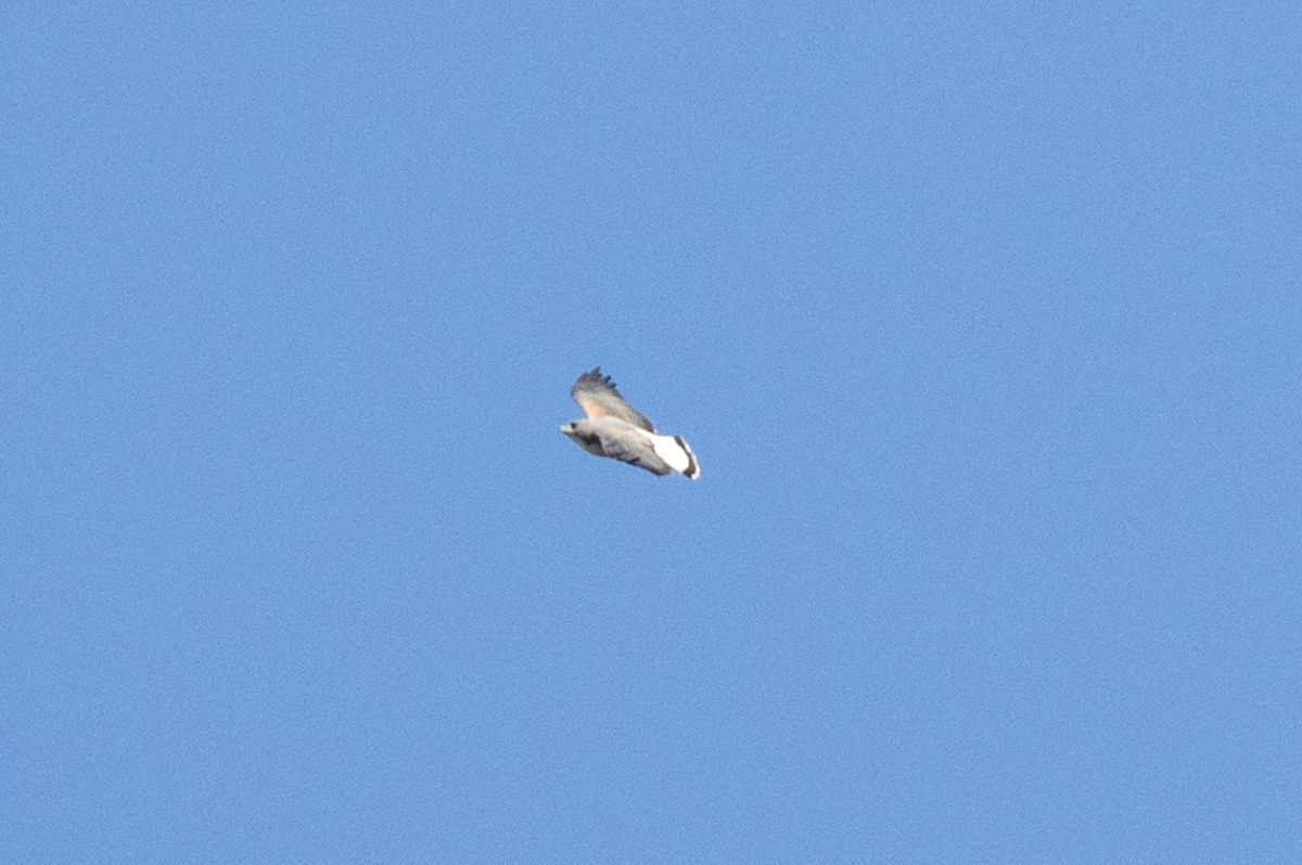 White-tailed Hawk - ML646700040