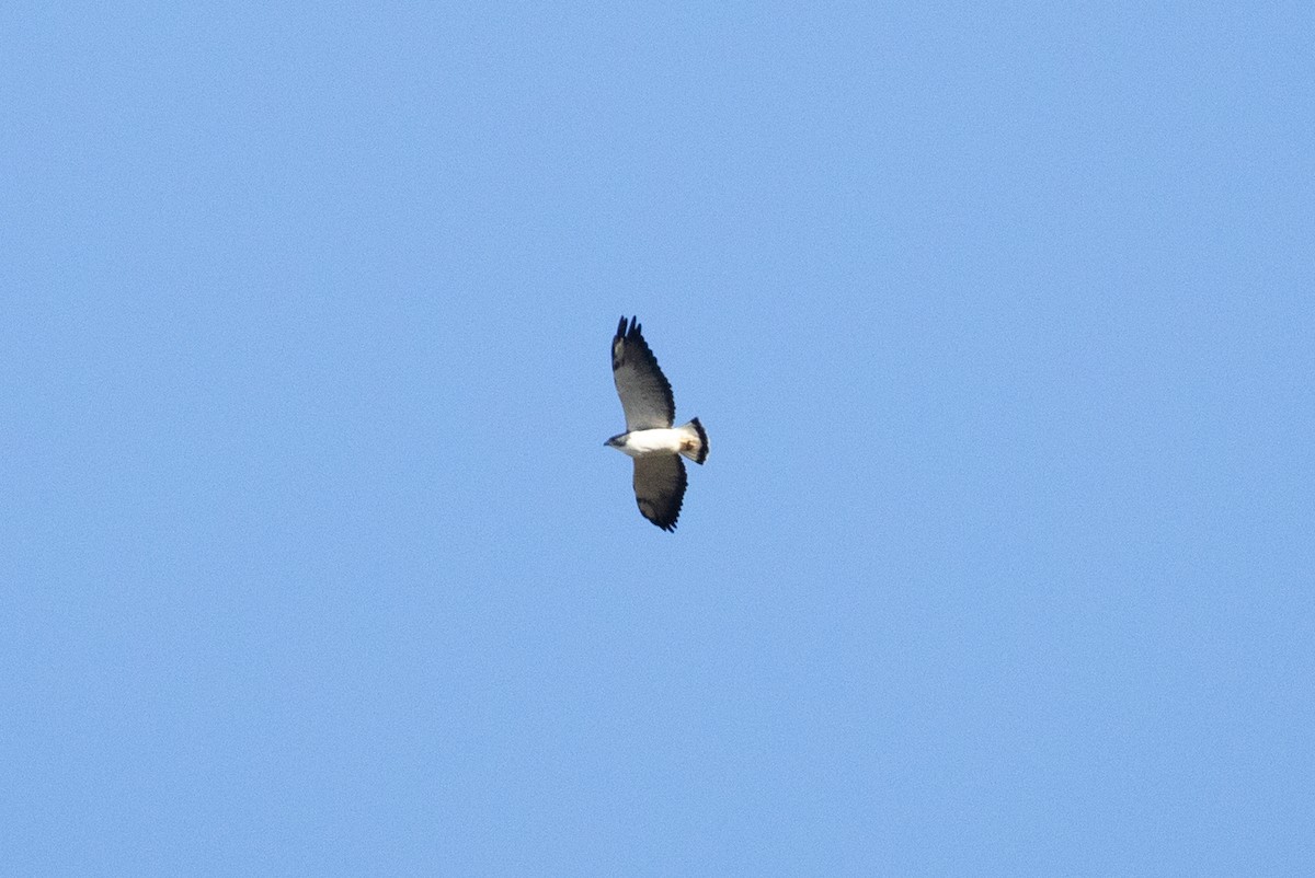 White-tailed Hawk - ML646700041