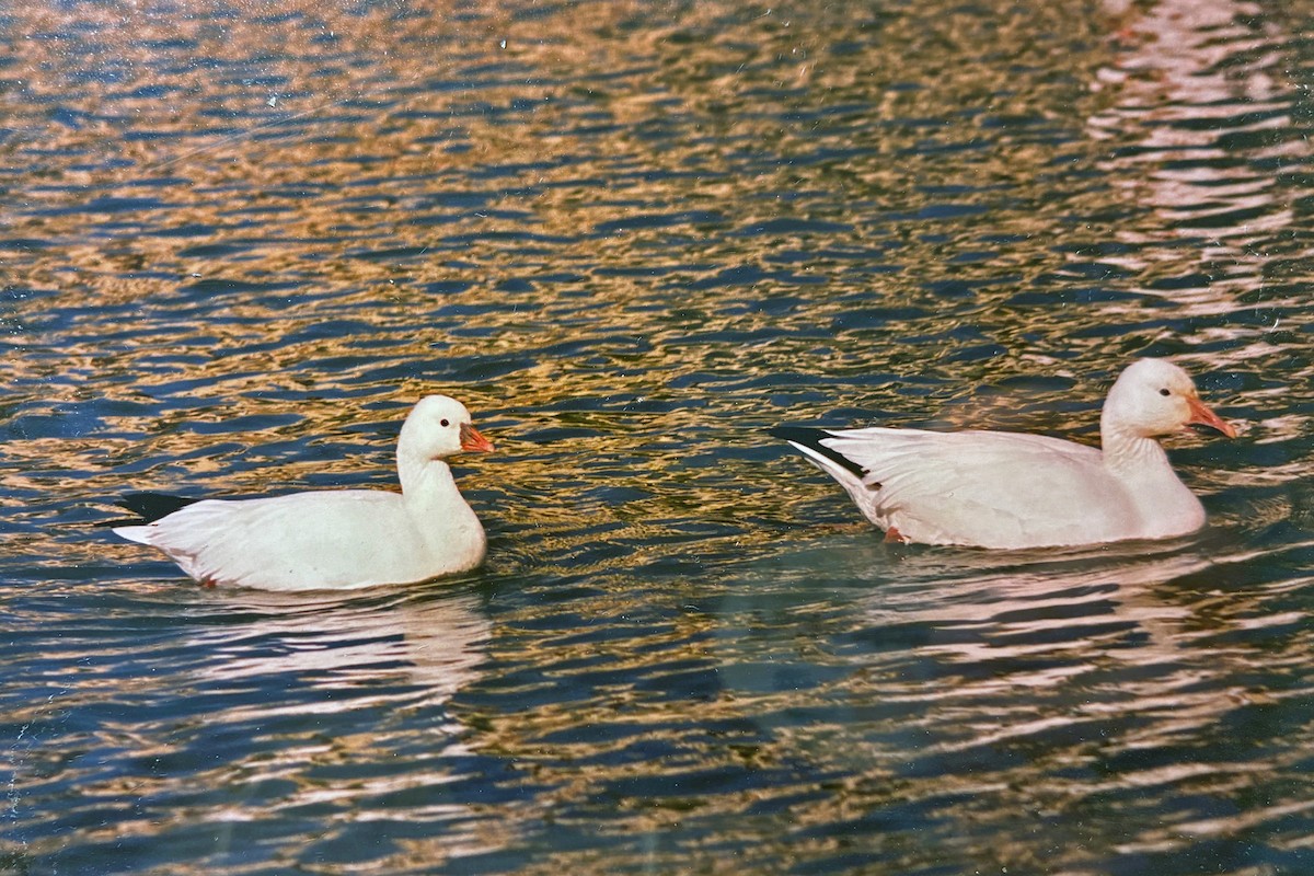 Ross's Goose - ML646700042