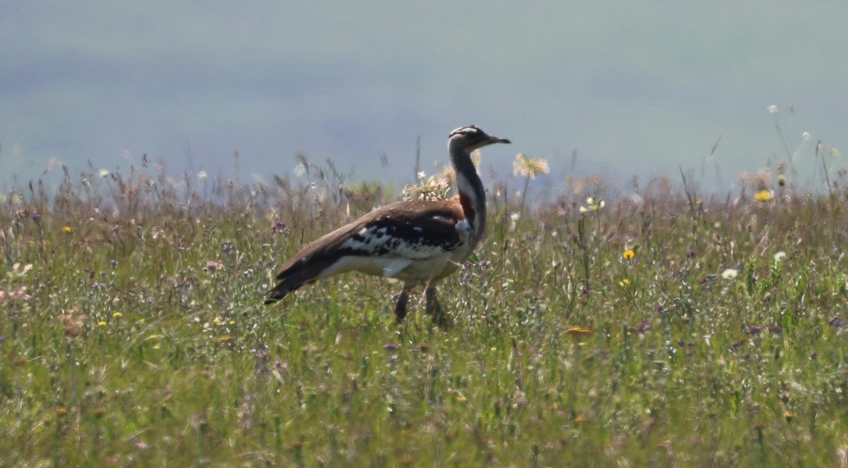 Kızıl Enseli Toy - ML646700043