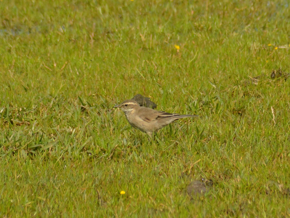 Buff-winged Cinclodes - ML646700044