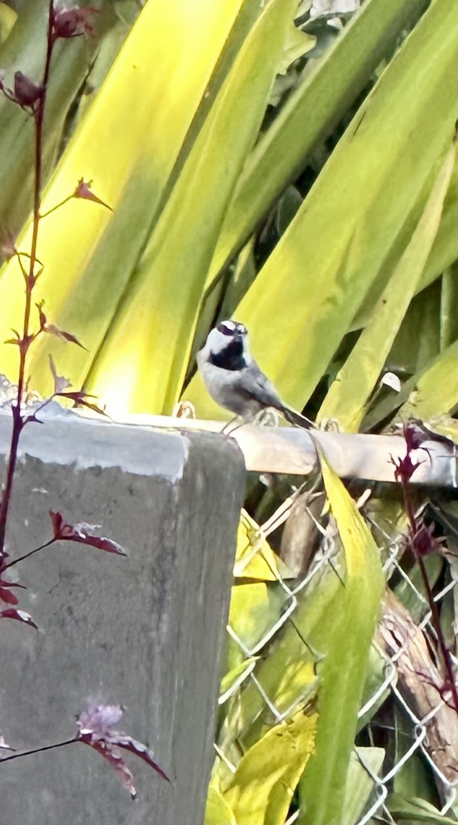 Гаїчка гірська - ML646700045