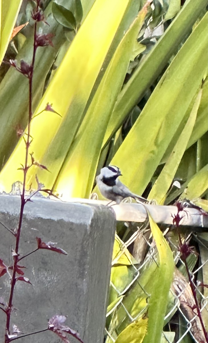 Гаїчка гірська - ML646700046