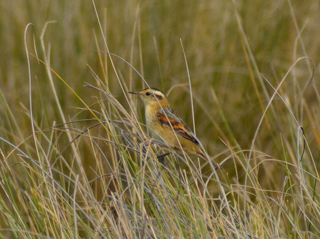 Wren-like Rushbird - ML646700048