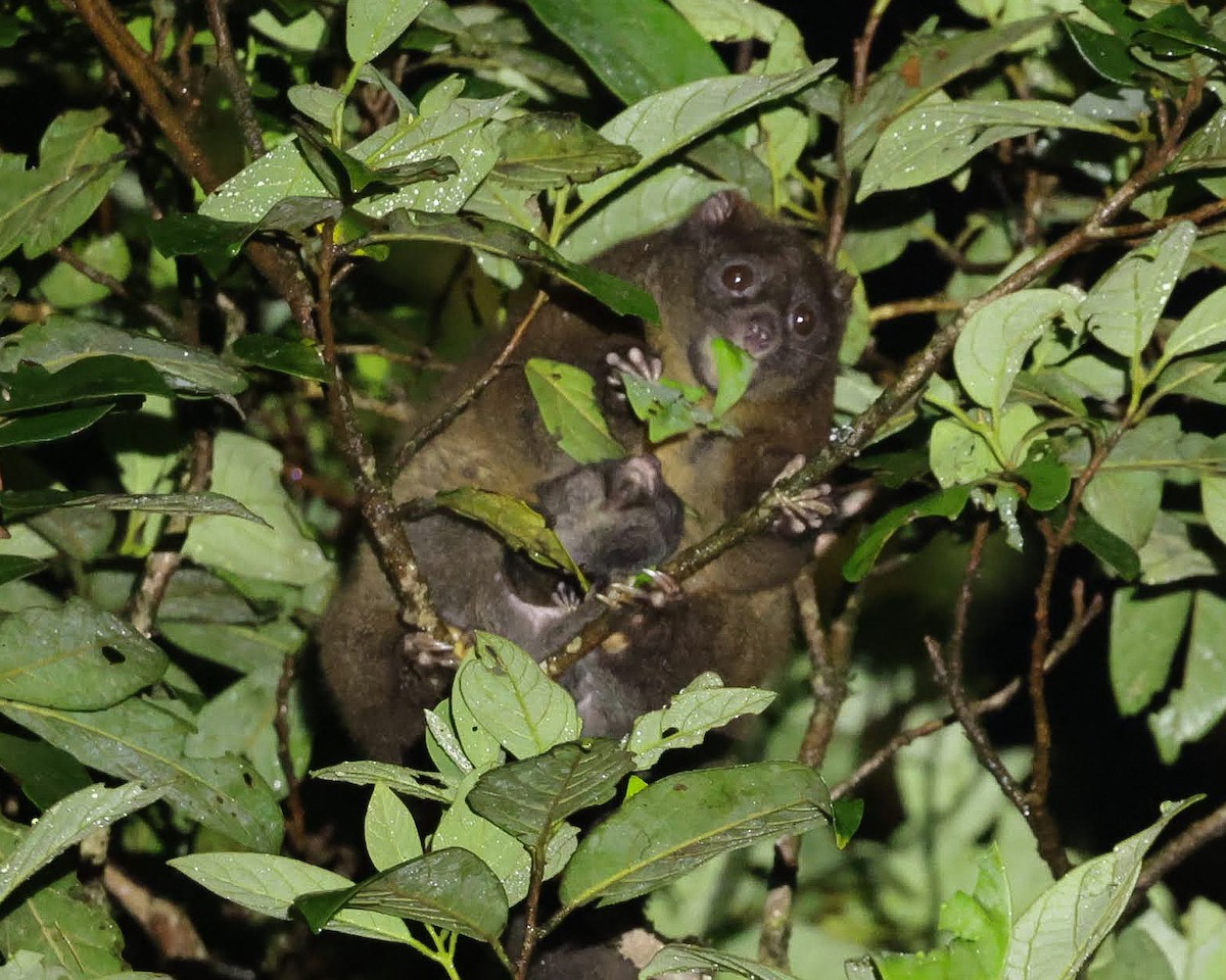 Green Ringtail - ML646700053