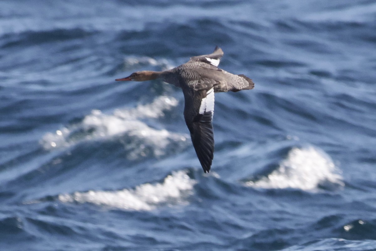 Serreta Mediana - ML646700054