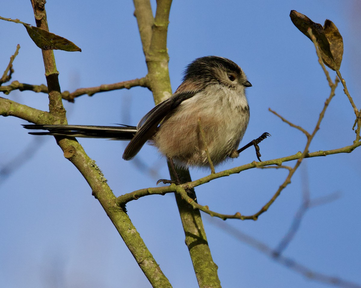 Long-tailed Tit - ML646700055