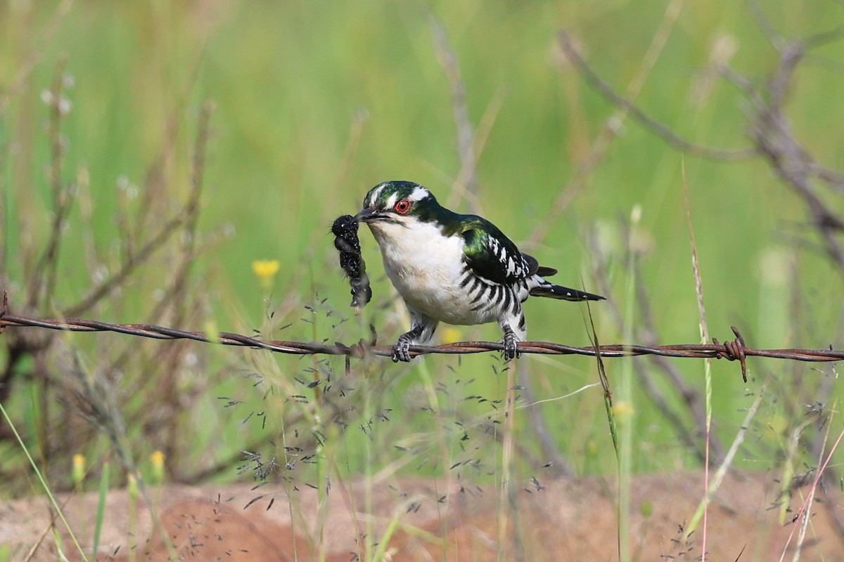 Sürmeli Zümrüt Guguğu - ML646700060