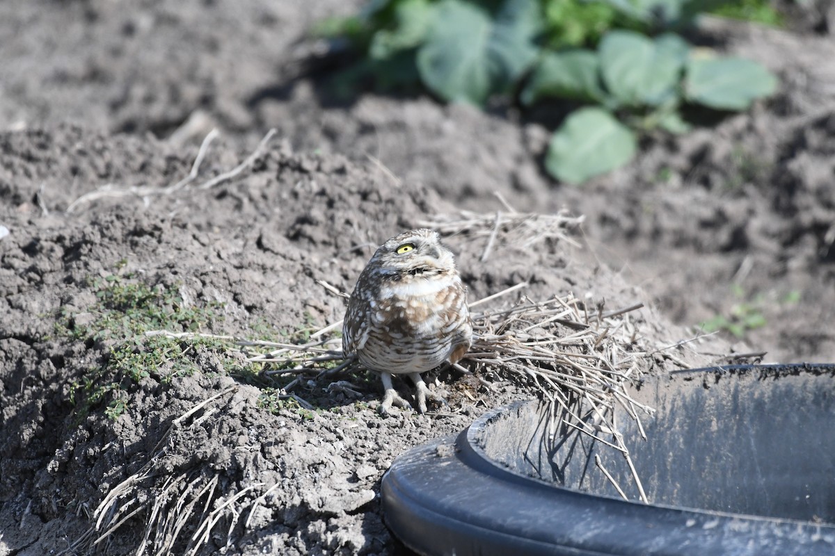 Кроличий сыч - ML646700063