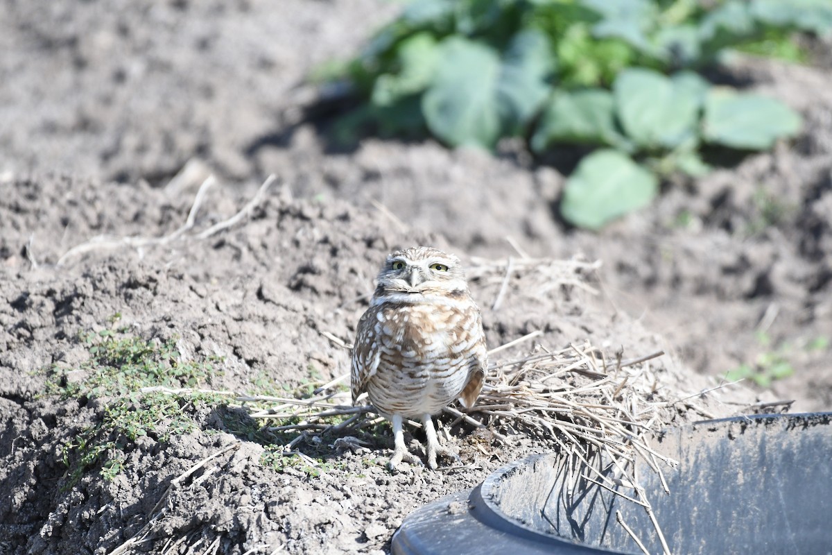 Кроличий сыч - ML646700064