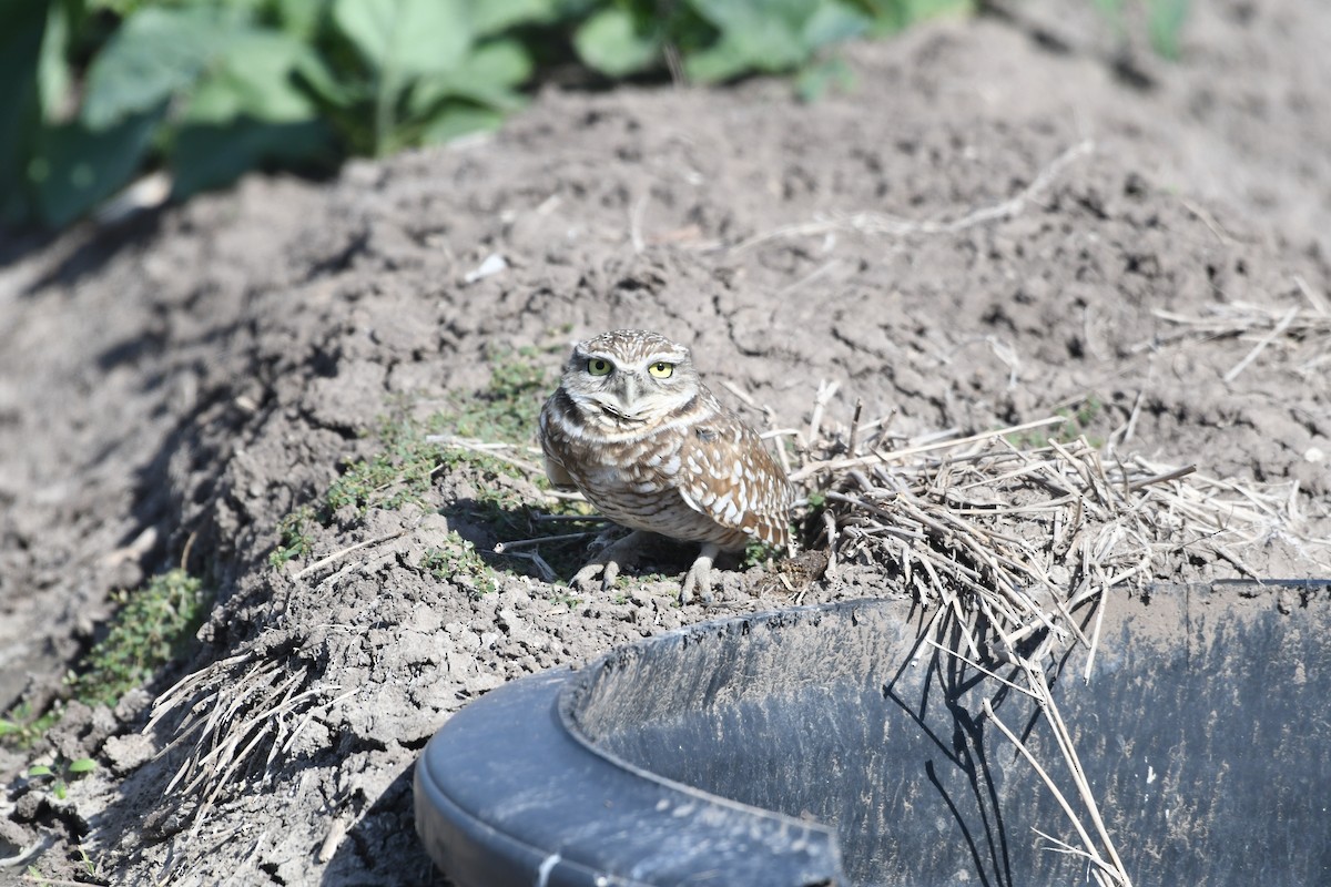 Кроличий сыч - ML646700065