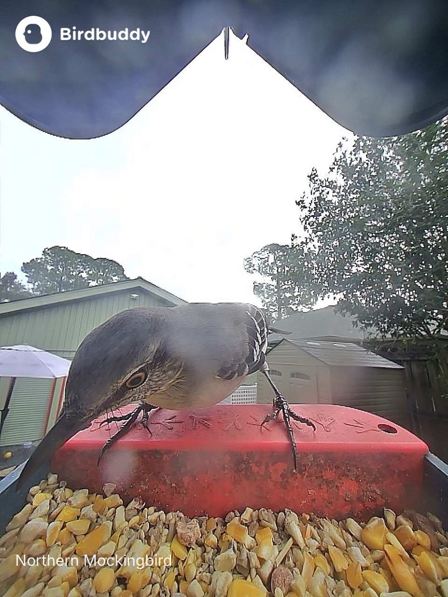 Moqueur polyglotte - ML646700068