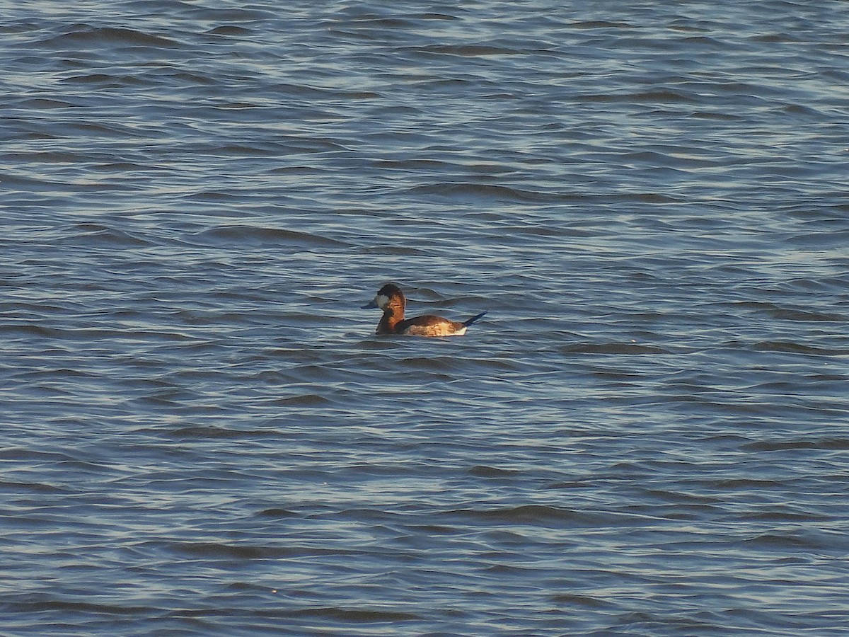 Érismature rousse - ML646700069