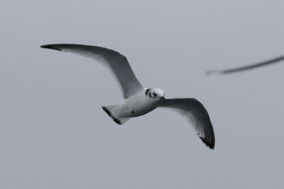 Гурван хуруут цахлай - ML646700070