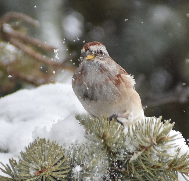 Bruant hudsonien - ML646700071