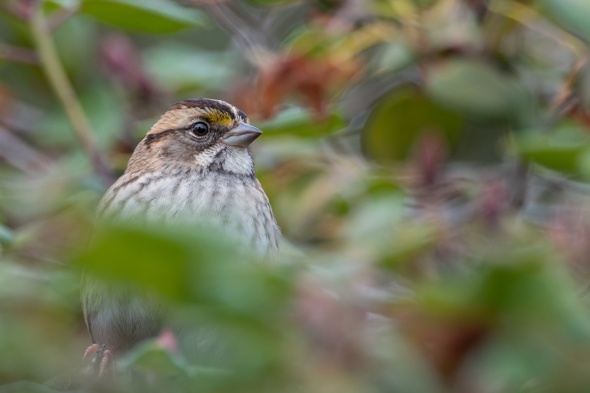 Bruant à gorge blanche - ML646700073