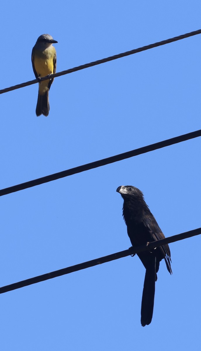 Ani à bec cannelé - ML646700074