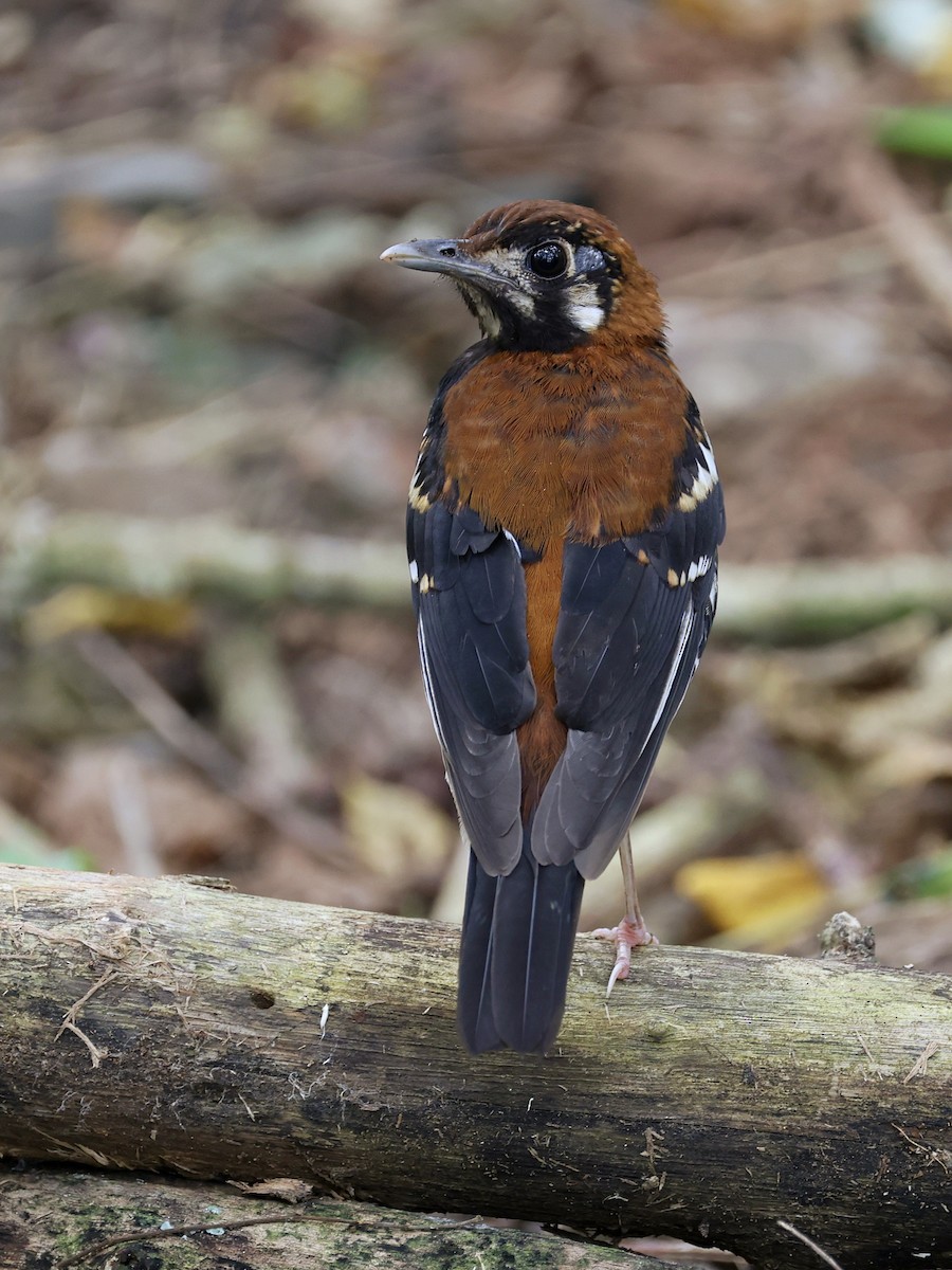 Grive à dos roux - ML646700075