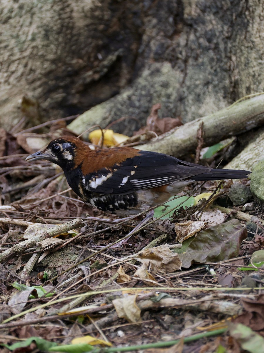 Grive à dos roux - ML646700078