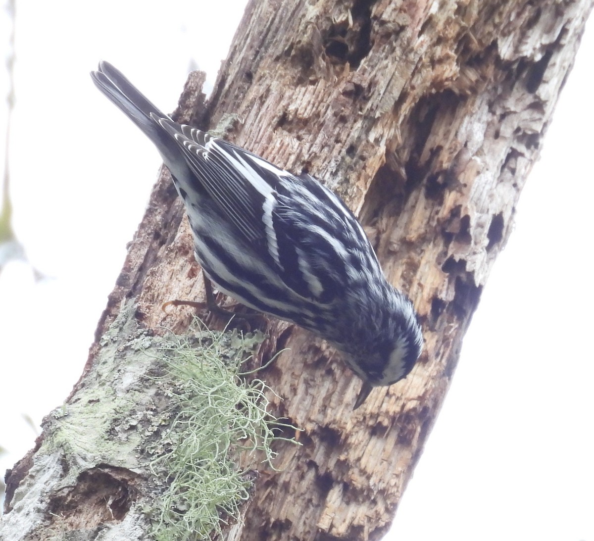 Paruline noir et blanc - ML646700085