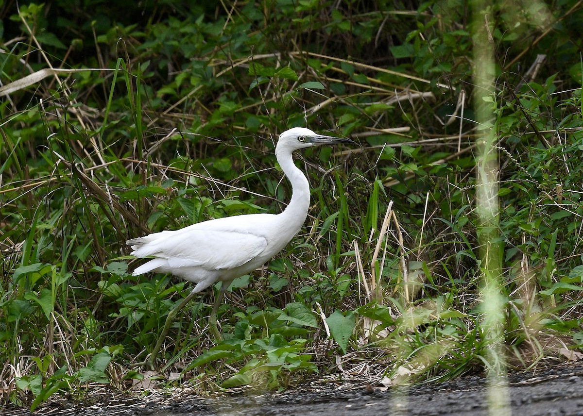 Aigrette bleue - ML646700086