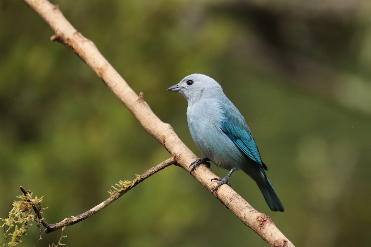 Tangara évêque - ML646700087