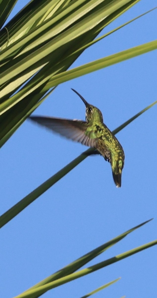 Mango de Prévost - ML646700088