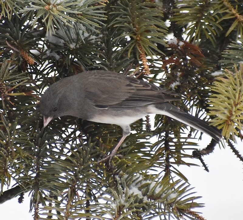 Junco ardoisé - ML646700089