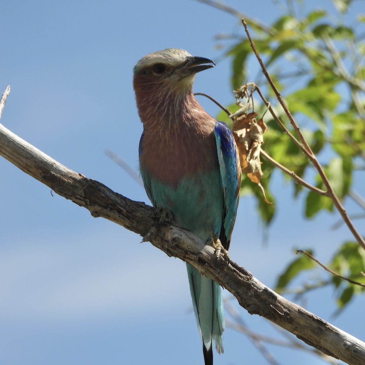 Rollier à longs brins - ML646700090