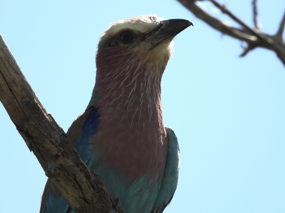 Rollier à longs brins - ML646700091