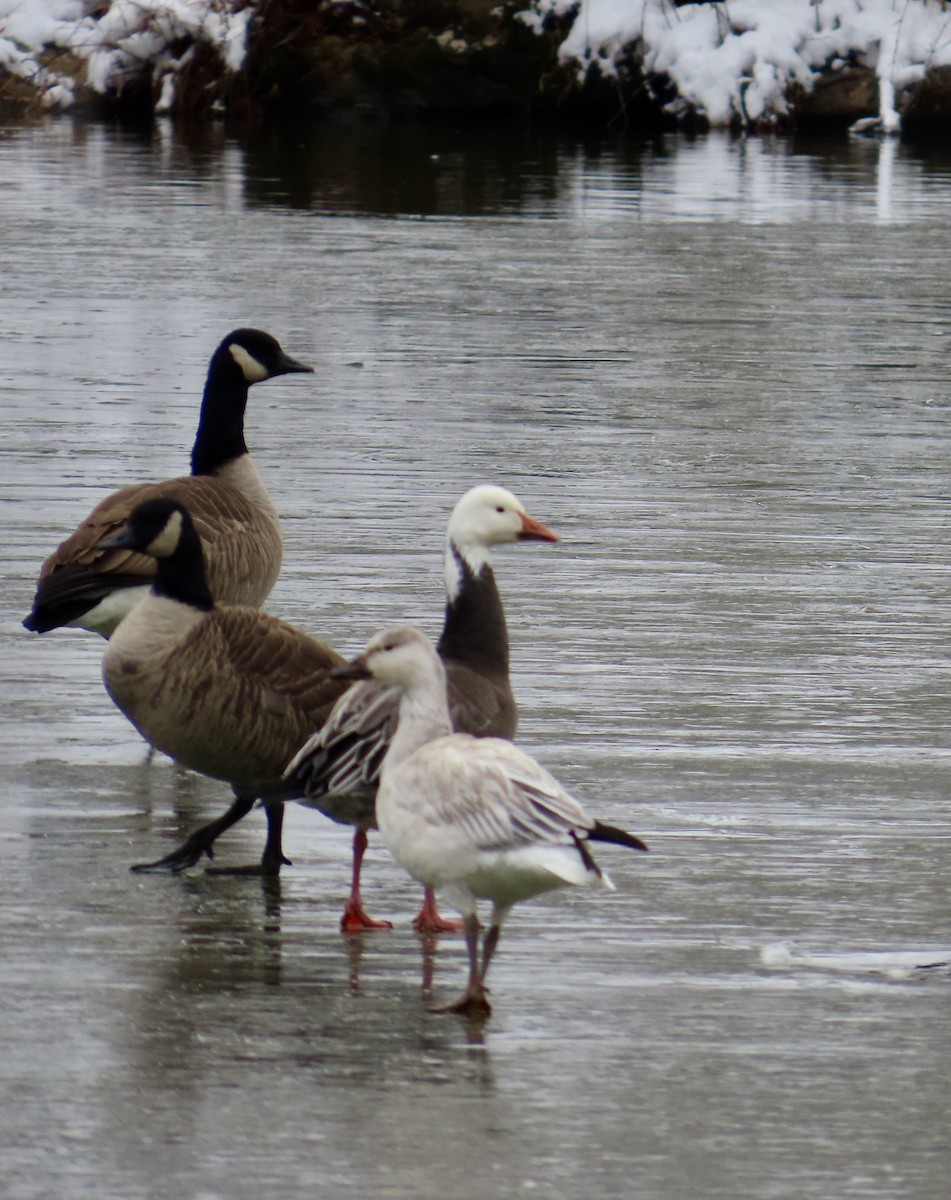 Oie des neiges - ML646700093