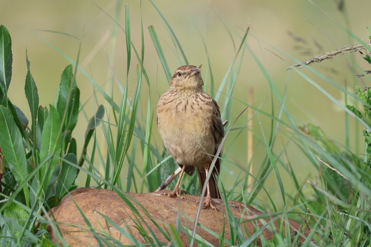 Alouette du Transvaal - ML646700094